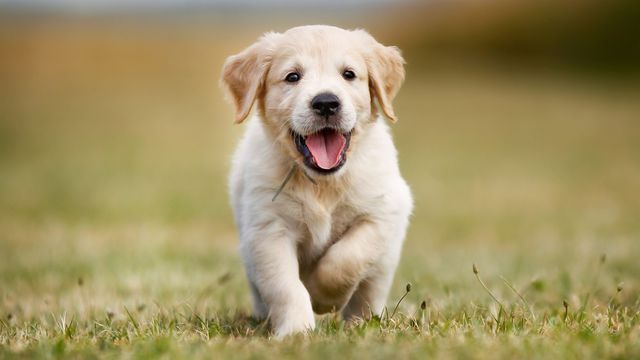 A dog running 