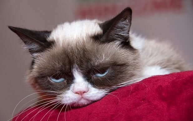 A Grumpy Cat