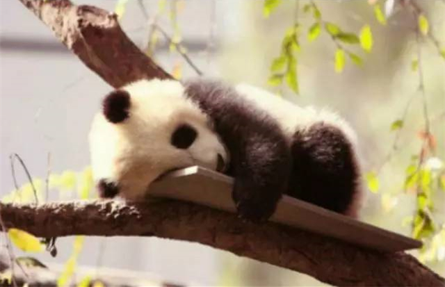 A sleeping panda